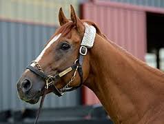 Wise Dan racehorse- Two Time horse of the year