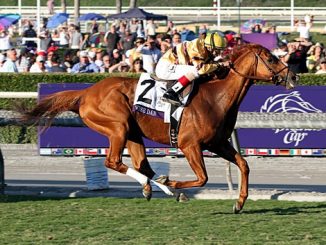 horse of the year wise dan