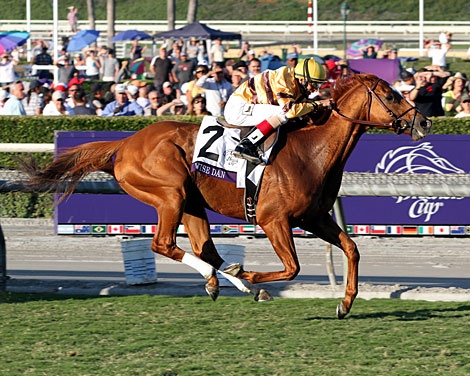 horse of the year wise dan
